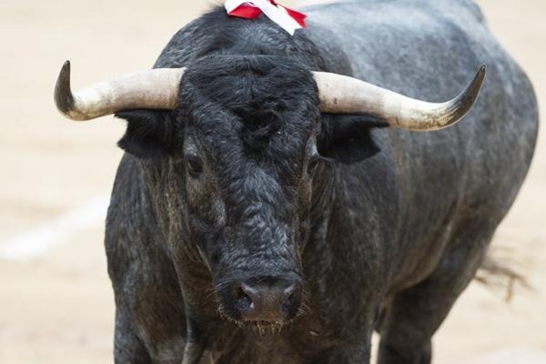 Asociación EL TORO de Madrid2