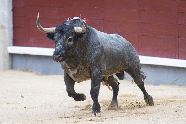 Asociación EL TORO de Madrid3