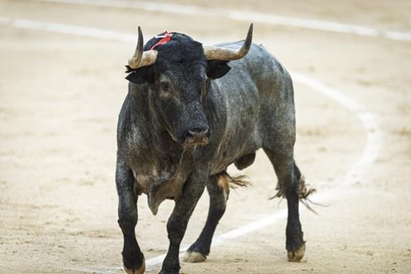 Asociación EL TORO de Madrid4