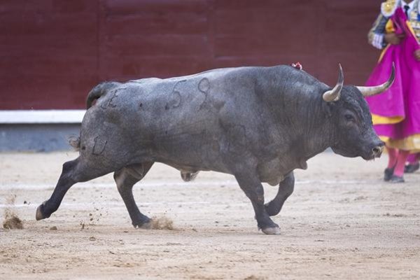 Asociación EL TORO de Madrid5