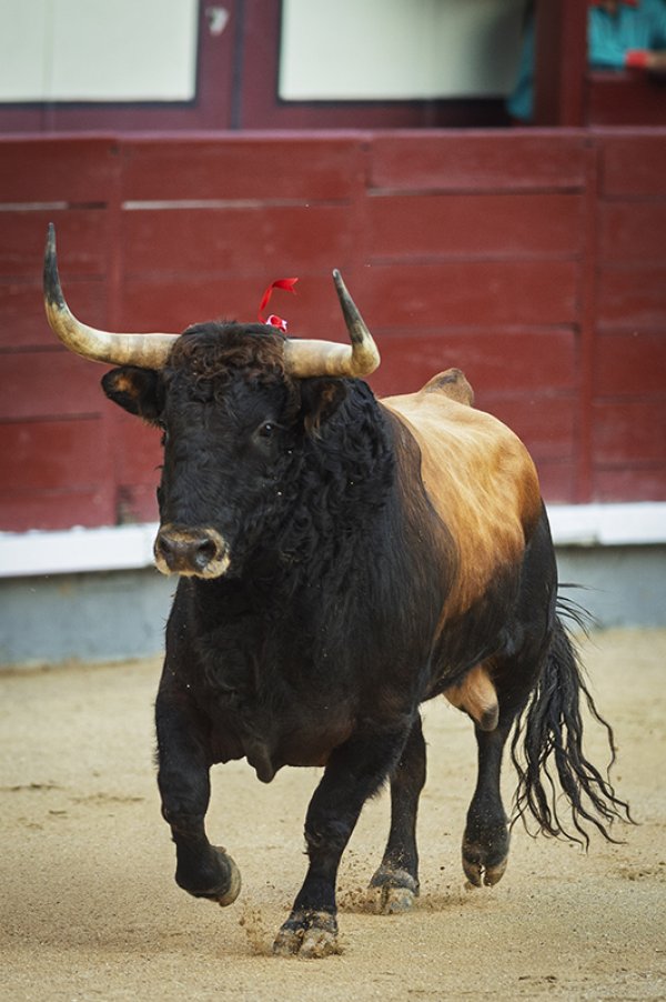 Asociación EL TORO de Madrid1