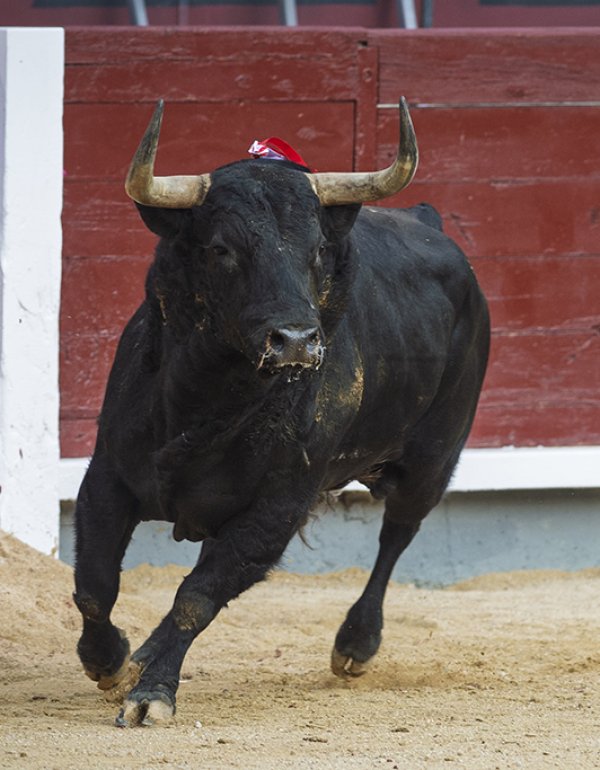 Asociación EL TORO de Madrid2