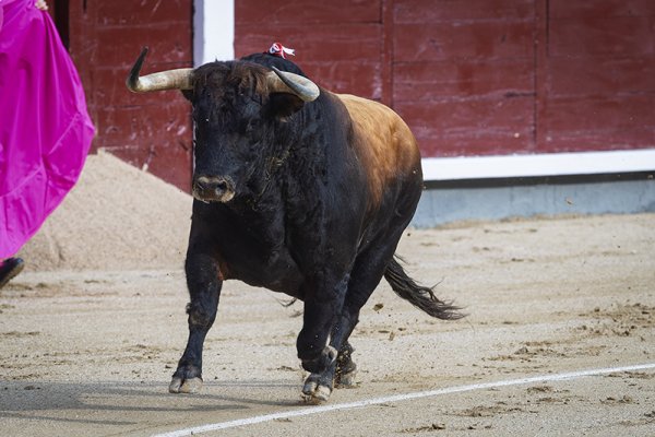 Asociación EL TORO de Madrid5