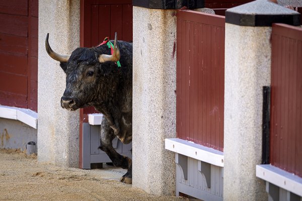 Asociación EL TORO de Madrid0