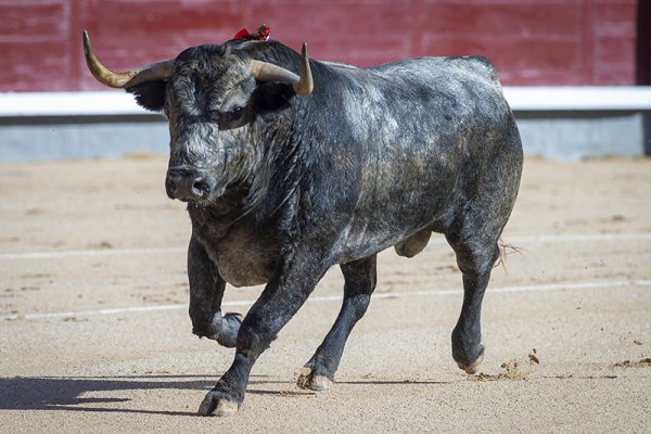 Asociación EL TORO de Madrid1