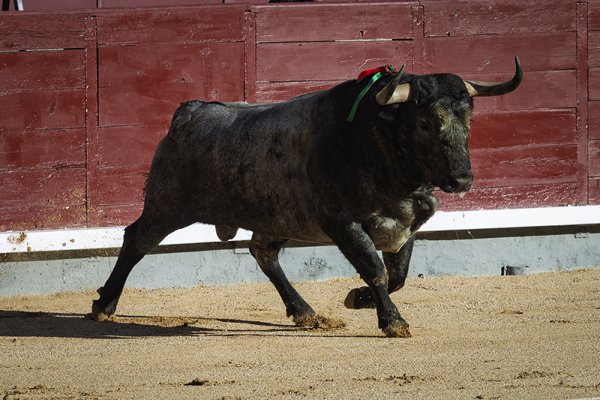 Asociación EL TORO de Madrid2