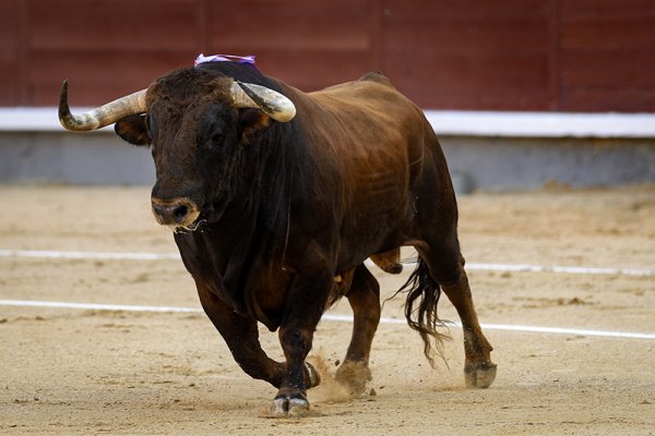 Asociación EL TORO de Madrid4