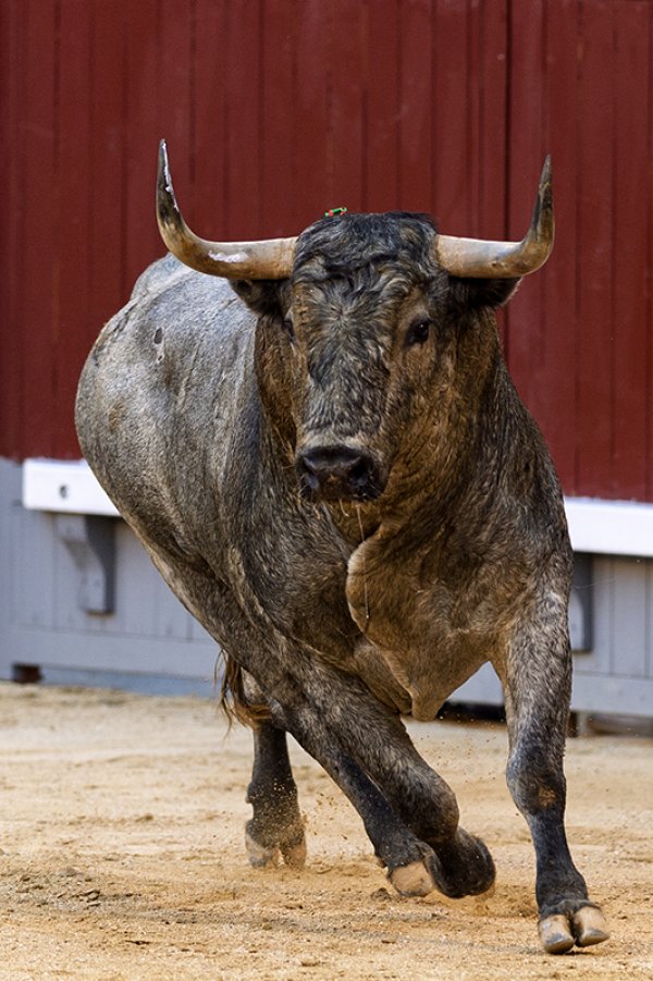 Asociación EL TORO de Madrid5