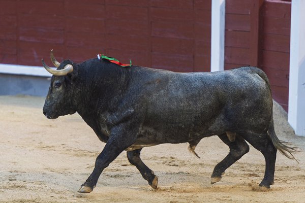 Asociación EL TORO de Madrid6