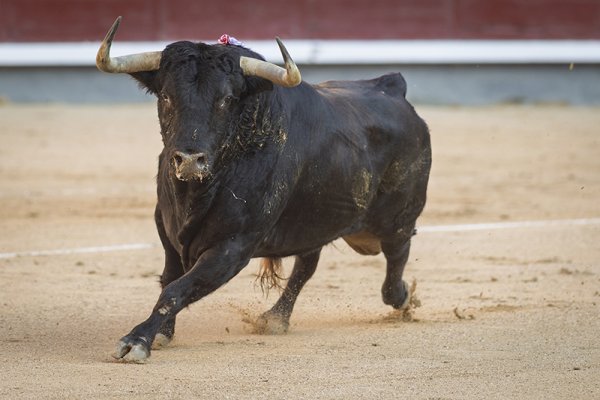 Asociación EL TORO de Madrid0