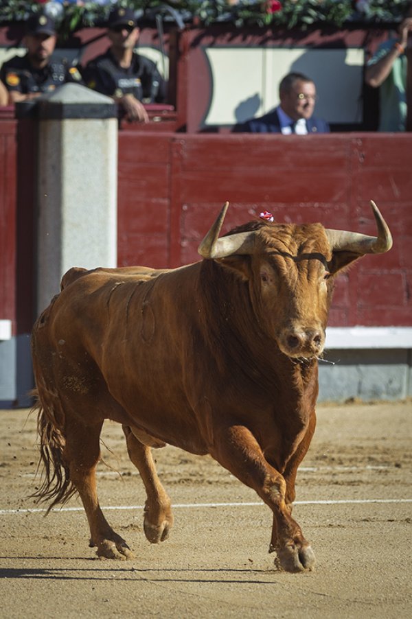 Asociación EL TORO de Madrid1