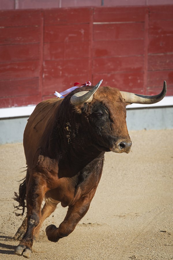 Asociación EL TORO de Madrid2