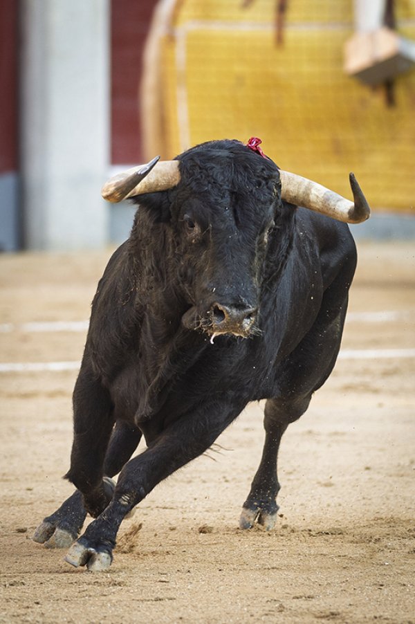 Asociación EL TORO de Madrid3