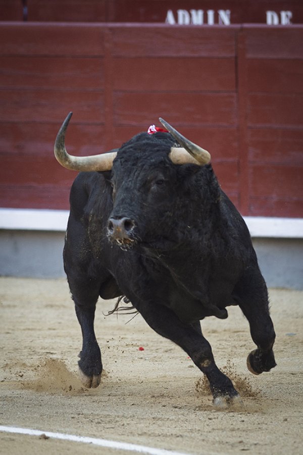 Asociación EL TORO de Madrid4