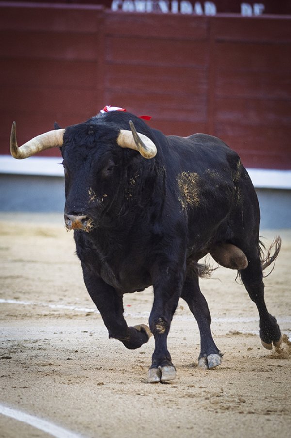 Asociación EL TORO de Madrid5
