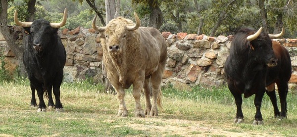 Visita a la ganadería de El Montecillo