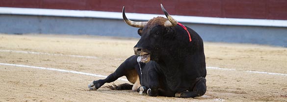 Lagunajanda, el toro que no sirve en Madrid