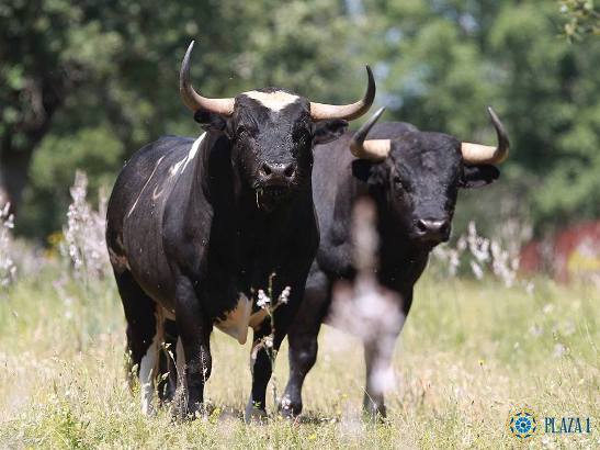 Top 10 toros más bravos por la Asociación El Toro de Madrid (III)