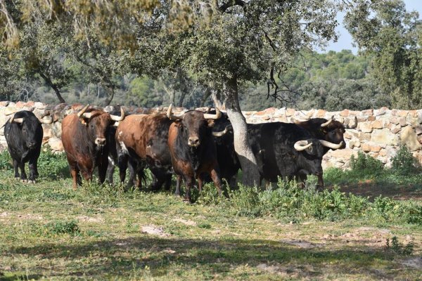 Visita a la ganadería El Montecillo. 05/02/2022.