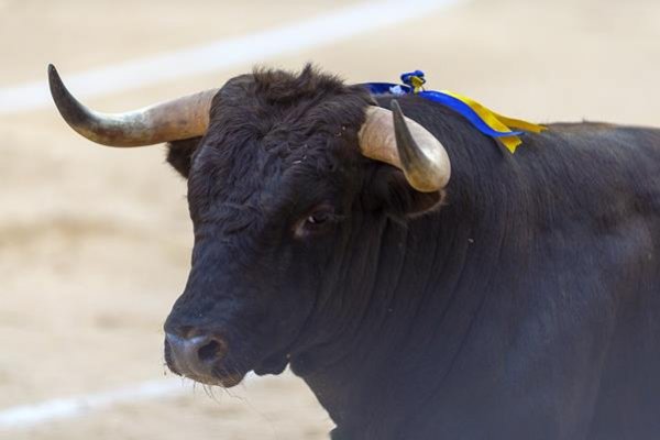 Novillada de la Doña que no asusta a las señoras