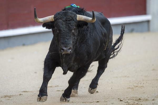 Interesante tarde toros de José Enrique Fraile de Valdefresno