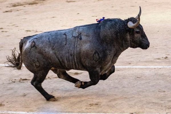 Buena corrida de Victorino... Hijo