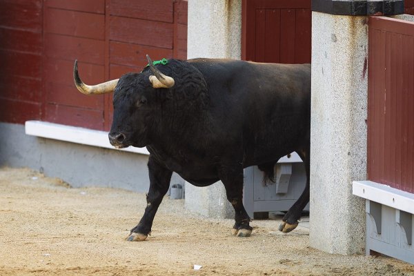 Limpieza de corrales en otro suspenso de Fuente Ymbro