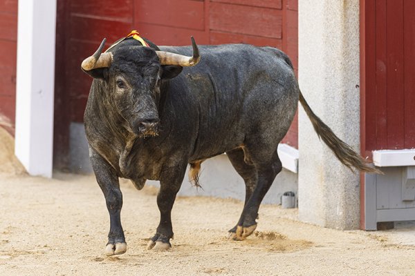Y Las Ventas se llenó de Torería