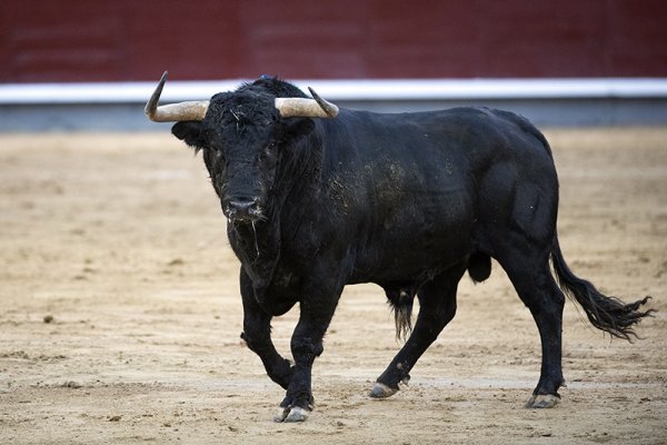 Mansada incompatible con la tauromaquia moderna