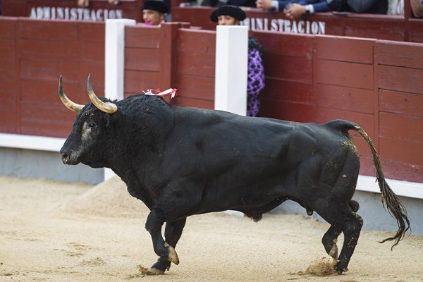 El confirmante supero a los veteranos